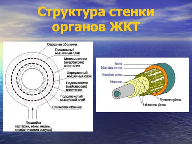 Структура стенки органов ЖКТ