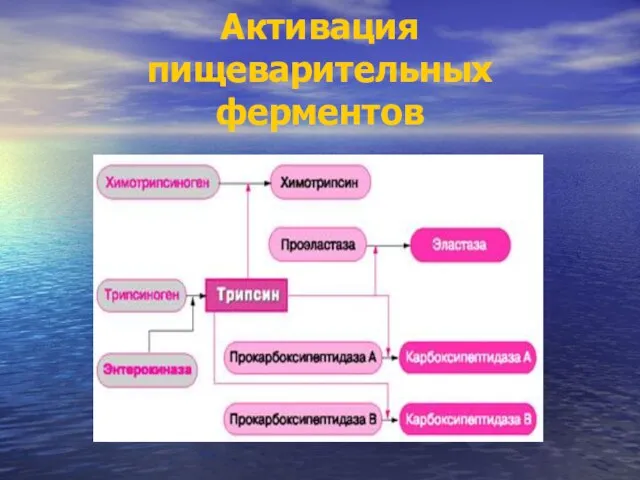 Активация пищеварительных ферментов