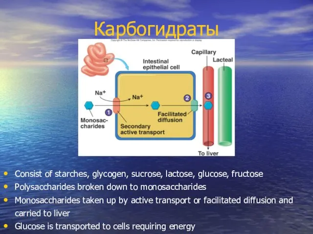 Карбогидраты Consist of starches, glycogen, sucrose, lactose, glucose, fructose Polysaccharides broken