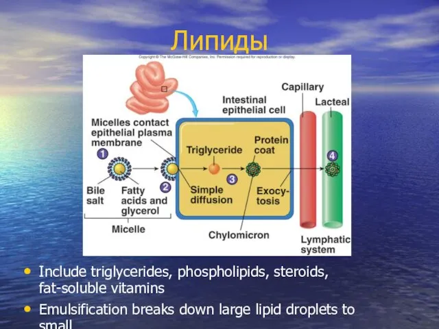 Липиды Include triglycerides, phospholipids, steroids, fat-soluble vitamins Emulsification breaks down large lipid droplets to small