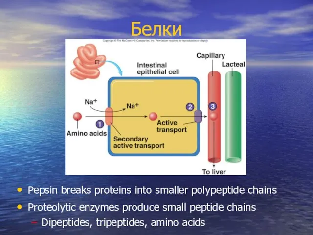 Белки Pepsin breaks proteins into smaller polypeptide chains Proteolytic enzymes produce