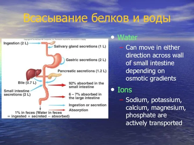 Всасывание белков и воды Water Can move in either direction across