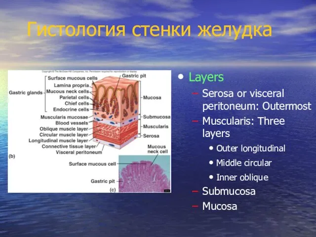 Гистология стенки желудка Layers Serosa or visceral peritoneum: Outermost Muscularis: Three