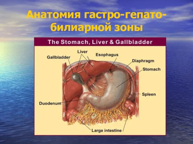 Анатомия гастро-гепато-билиарной зоны