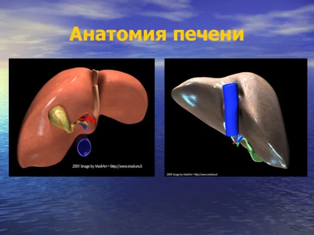 Анатомия печени