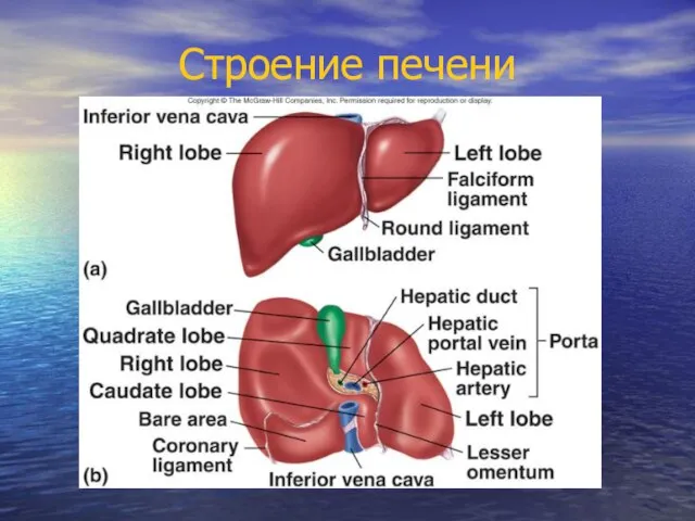 Строение печени