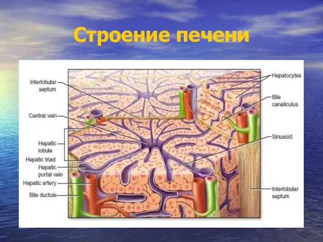 Строение печени