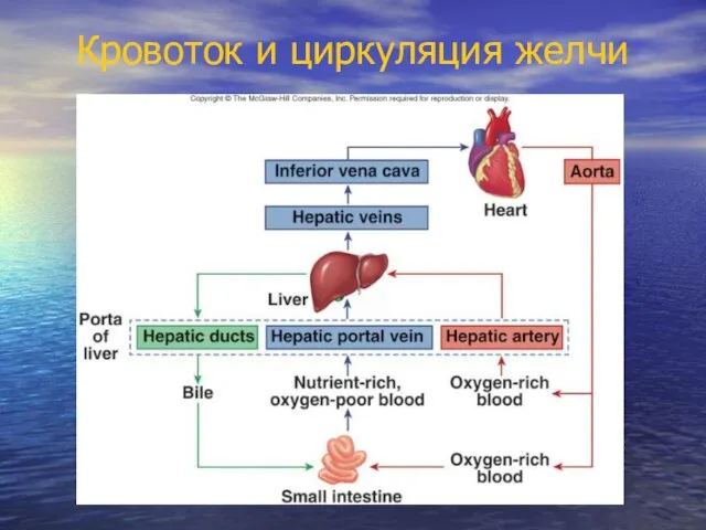 Кровоток и циркуляция желчи