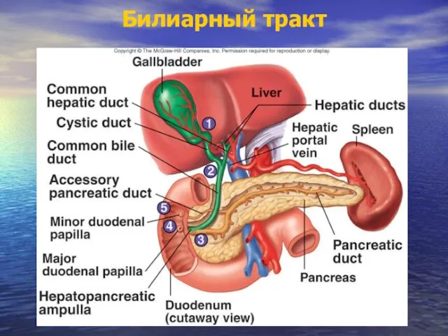 Билиарный тракт