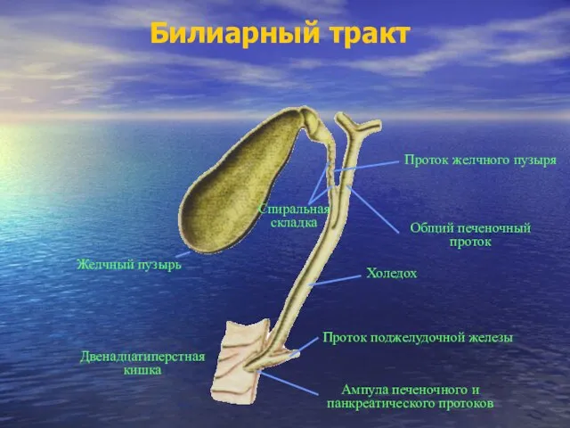 Билиарный тракт Общий печеночный проток Холедох Проток поджелудочной железы Проток желчного