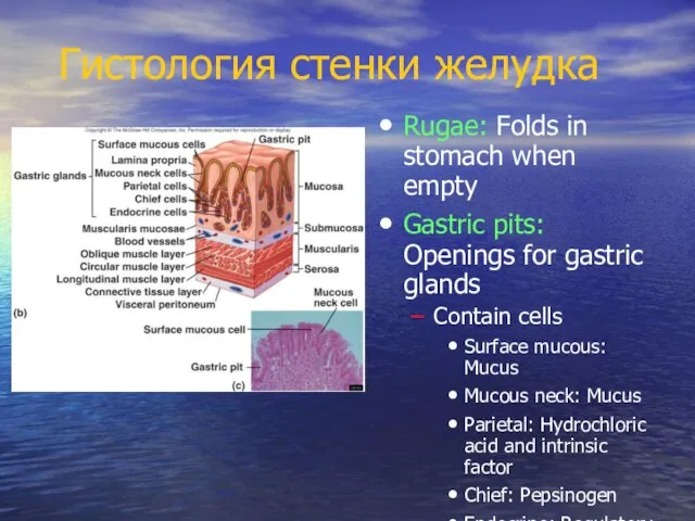 Гистология стенки желудка Rugae: Folds in stomach when empty Gastric pits: