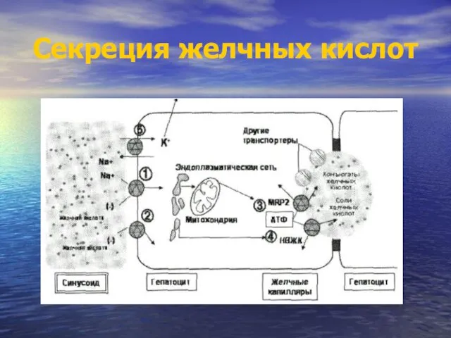 Секреция желчных кислот