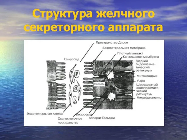 Структура желчного секреторного аппарата