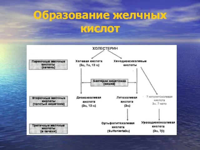 Образование желчных кислот