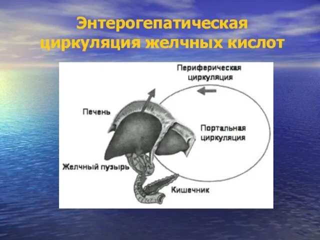 Энтерогепатическая циркуляция желчных кислот