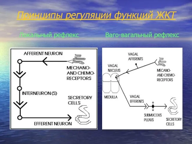 Принципы регуляции функций ЖКТ Локальный рефлекс Ваго-вагальный рефлекс