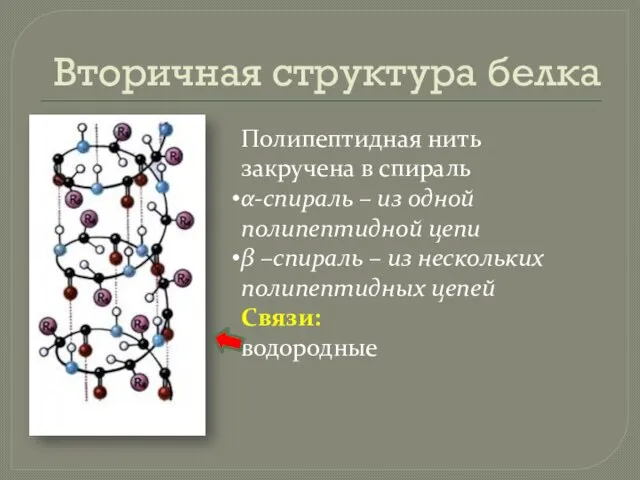 Вторичная структура белка Полипептидная нить закручена в спираль α-спираль – из