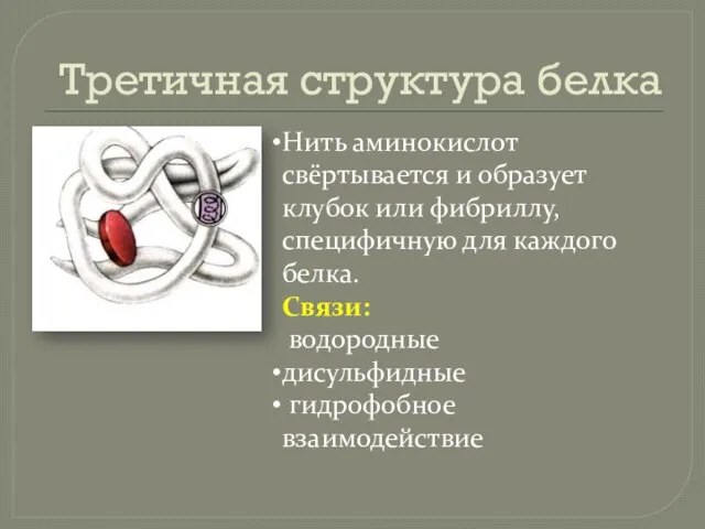 Третичная структура белка Нить аминокислот свёртывается и образует клубок или фибриллу,