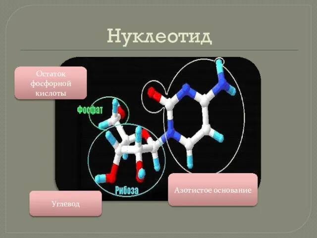 Нуклеотид Остаток фосфорной кислоты Углевод Азотистое основание