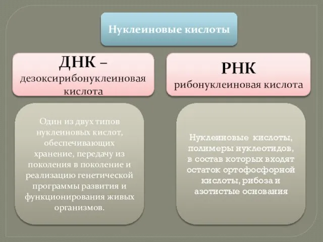 Нуклеиновые кислоты ДНК – дезоксирибонуклеиновая кислота РНК рибонуклеиновая кислота Один из