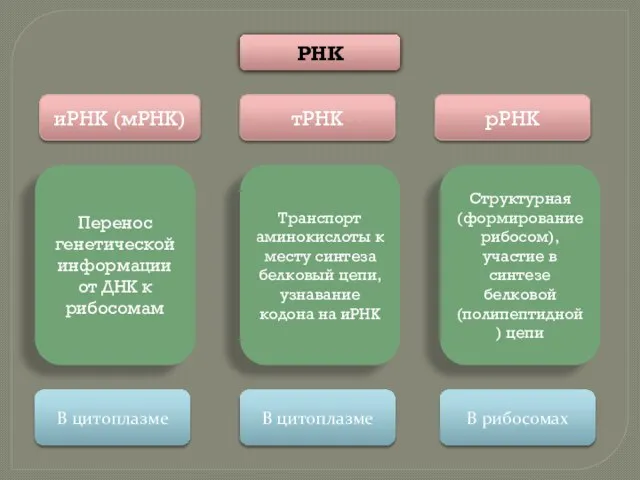 иРНК (мРНК) тРНК рРНК РНК Перенос генетической информации от ДНК к