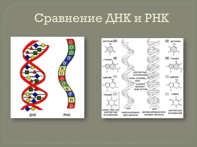 Сравнение ДНК и РНК