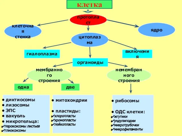 протопласт ядро гиалоплазма органоиды включения мембранного строения немембранного строения диктиосомы лизосомы
