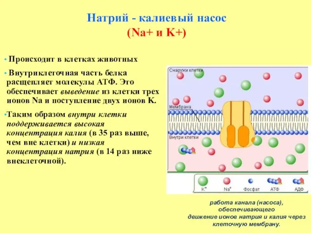 Натрий - калиевый насос (Na+ и K+) работа канала (насоса), обеспечивающего