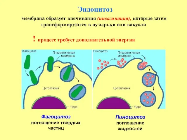 Эндоцитоз мембрана образует впячивания (инвагинация), которые затем трансформируются в пузырьки или