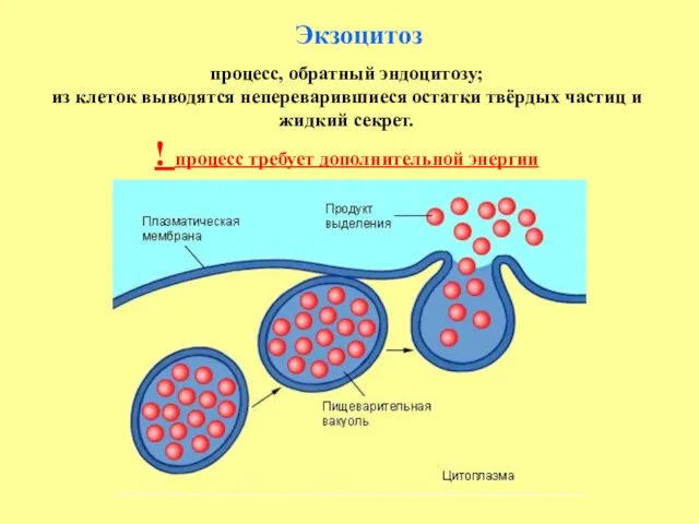 Экзоцитоз процесс, обратный эндоцитозу; из клеток выводятся непереварившиеся остатки твёрдых частиц