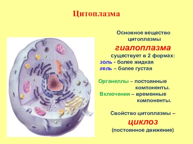 Основное вещество цитоплазмы гиалоплазма существует в 2 формах: золь - более