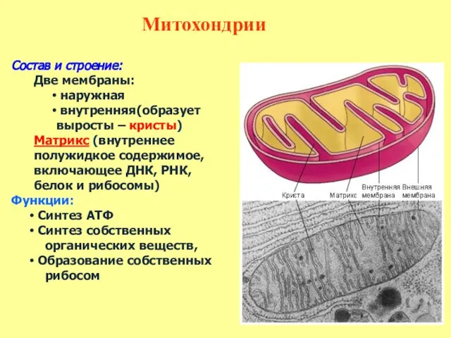 Состав и строение: Две мембраны: наружная внутренняя(образует выросты – кристы) Матрикс