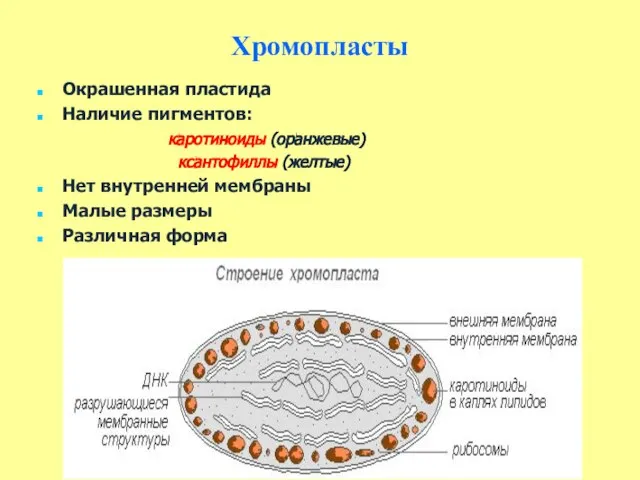 Хромопласты Окрашенная пластида Наличие пигментов: каротиноиды (оранжевые) ксантофиллы (желтые) Нет внутренней мембраны Малые размеры Различная форма