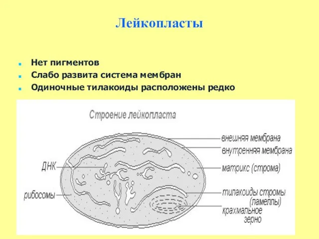 Лейкопласты Нет пигментов Слабо развита система мембран Одиночные тилакоиды расположены редко