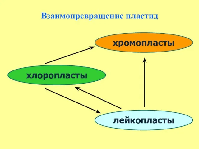 Взаимопревращение пластид лейкопласты хромопласты хлоропласты