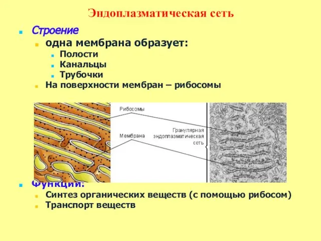 Эндоплазматическая сеть Строение одна мембрана образует: Полости Канальцы Трубочки На поверхности