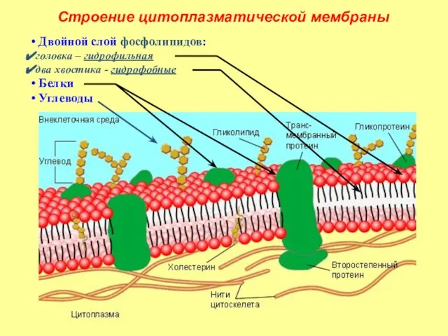 Строение цитоплазматической мембраны Двойной слой фосфолипидов: головка – гидрофильная два хвостика - гидрофобные Белки Углеводы