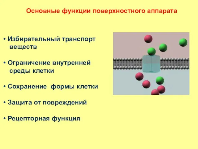 Основные функции поверхностного аппарата Избирательный транспорт веществ Ограничение внутренней среды клетки