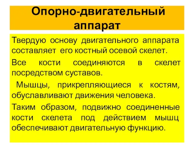 Опорно-двигательный аппарат Твердую основу двигательного аппарата составляет его костный осевой скелет.