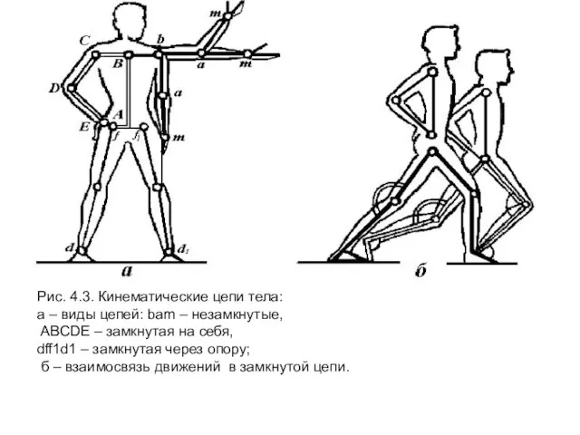 Рис. 4.3. Кинематические цепи тела: а – виды цепей: bam –