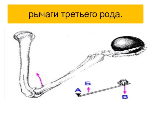 рычаги третьего рода.