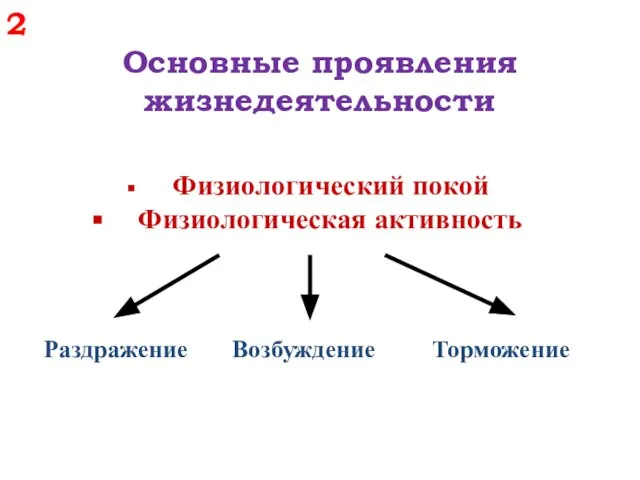 2 Основные проявления жизнедеятельности Физиологический покой Физиологическая активность Раздражение Возбуждение Торможение