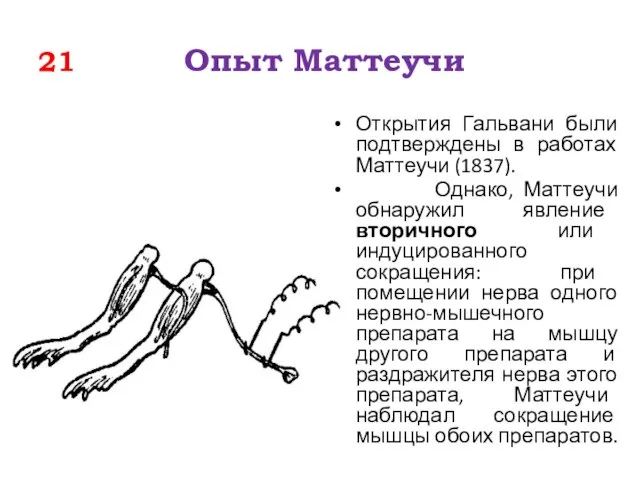 21 Опыт Маттеучи Открытия Гальвани были подтверждены в работах Маттеучи (1837).