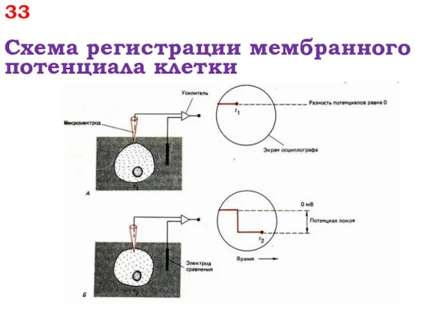 33 Схема регистрации мембранного потенциала клетки