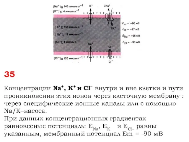 35 Концентрации Na+, K+ и Cl– внутри и вне клетки и