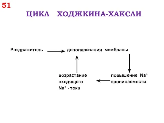 51 ЦИКЛ ХОДЖКИНА-ХАКСЛИ Раздражитель деполяризация мембраны возрастание повышение Na+ входящего проницаемости Na+ - тока