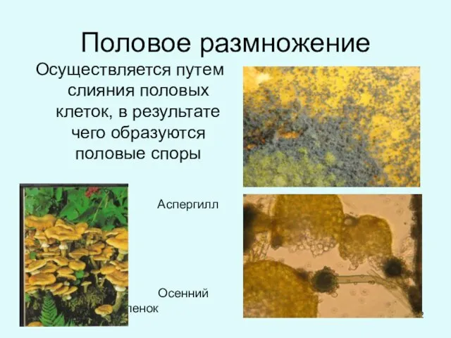 Половое размножение Осуществляется путем слияния половых клеток, в результате чего образуются половые споры Аспергилл Осенний опенок