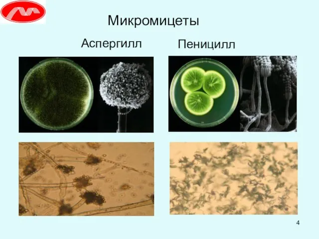 Микромицеты Аспергилл Пеницилл