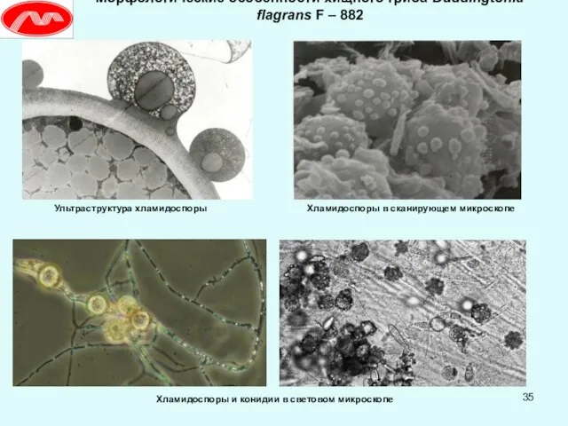 Морфологические особенности хищного гриба Duddingtonia flagrans F – 882 Ультраструктура хламидоспоры