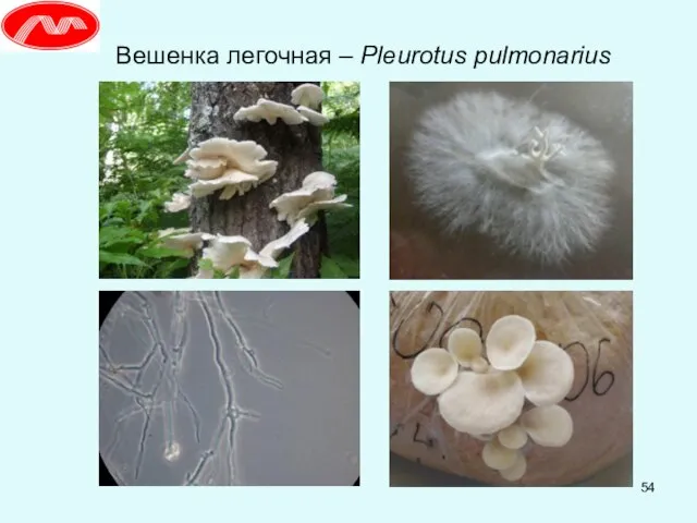 Вешенка легочная – Pleurotus pulmonarius